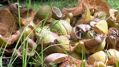 bunch of coconuts lying on the grass