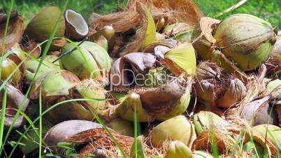 bunch of coconuts lying on the grass close up