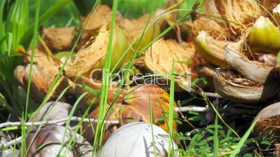 coconut shells close-up