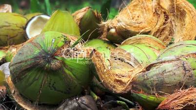 coconut shells