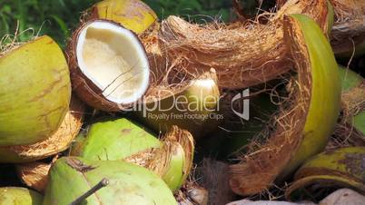 waste coconut
