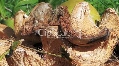 coconut shells lying on the grass