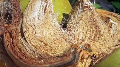 coconut shells close-up