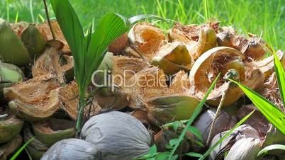 germinated coconuts on green grass close up
