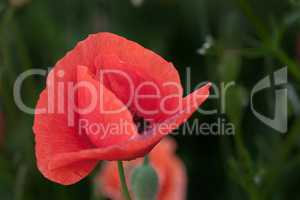 Rote Schönheit - eine einzelne Blüte des Klatschmohn