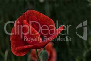 Rote Schönheit - eine einzelne Blüte des Klatschmohn
