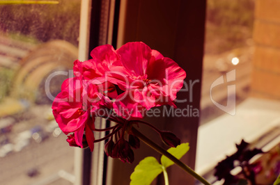 pink geranium flowers closeup