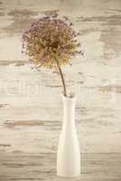 Allium in der Vase