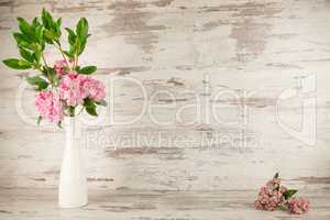 Rhododendron-Azalee mit Hintergrund