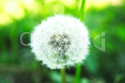 Pusteblume