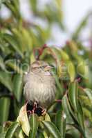 Haussperling (Passer domesticus)