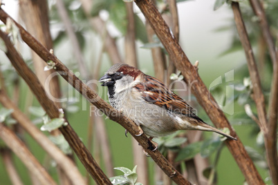 Haussperling (Passer domesticus)