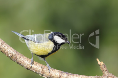 Kohlmeise (Parus major)