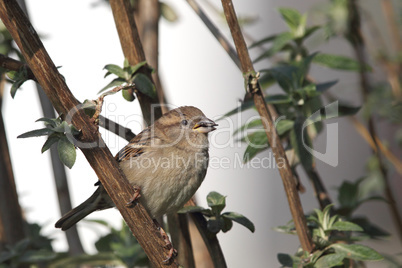 Haussperling (Passer domesticus)