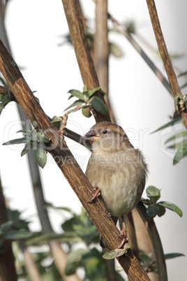 Haussperling (Passer domesticus)