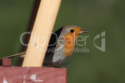 Rotkehlchen (Erithacus rubecula)