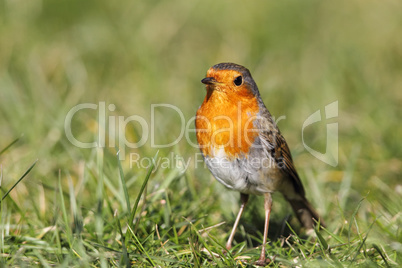 Rotkehlchen (Erithacus rubecula)