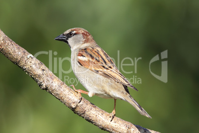 Haussperling (Passer domesticus)