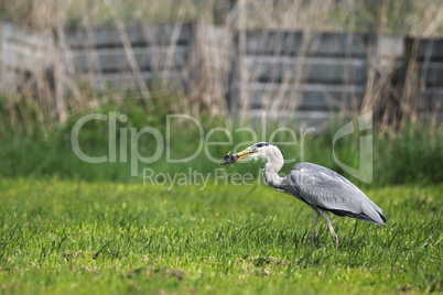 Graureiher (Ardea cinerea)