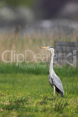 Graureiher (Ardea cinerea)