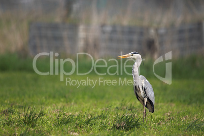 Graureiher (Ardea cinerea)