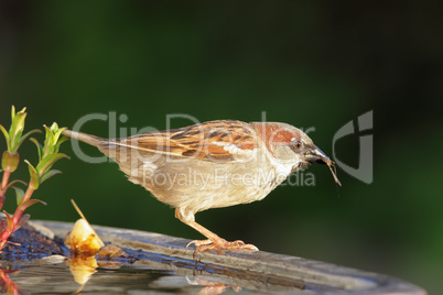 Haussperling (Passer domesticus)