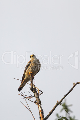 Turmfalke (Falco tinnunculus)