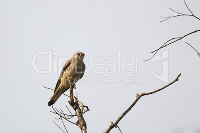 Turmfalke (Falco tinnunculus)