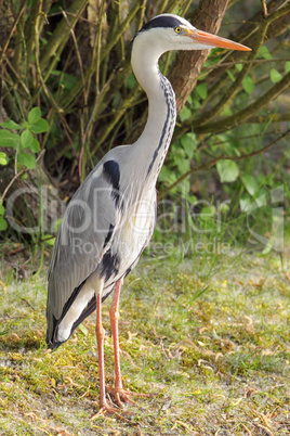 Graureiher (Ardea cinerea)