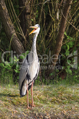 Graureiher (Ardea cinerea)