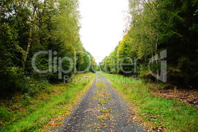 Waldweg im Herbst