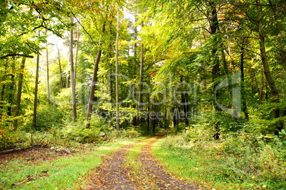 Laubwald im Herbst