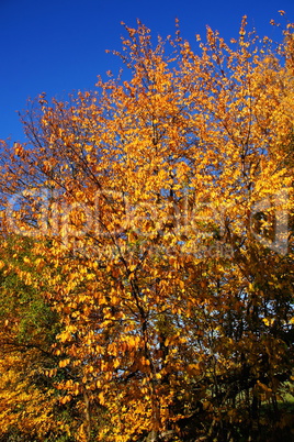 Kirschbaum im Herbst