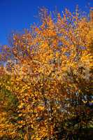Kirschbaum im Herbst