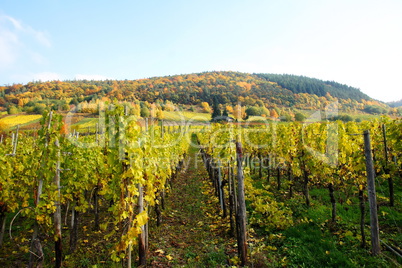 Weinlandschaft bei Burg an der Mosel