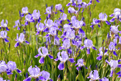 Blooming iris spring