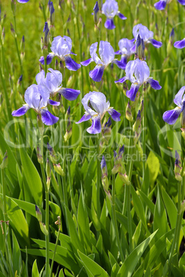 Blooming iris spring