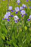 Blooming iris spring