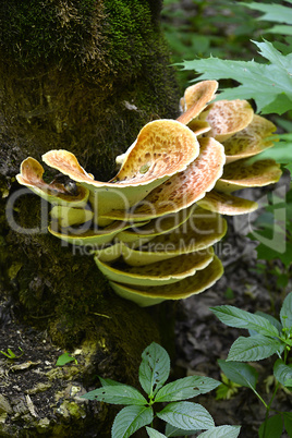 Mushroom Polyporus squamosus, growing on a tree (Polyporus Squamosus)