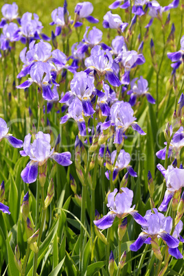 Blooming iris spring