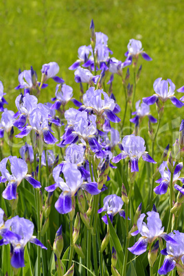 Blooming iris spring