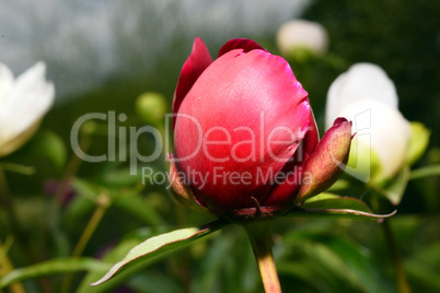 Red peony flower bud close-up on a background of green