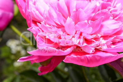 Detail of pink peony flower close-up