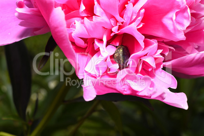 Peony flower with a beetle, close-up