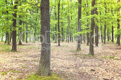 Green forest with oak trees