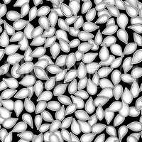 seeds of pumpkin seamless vector background