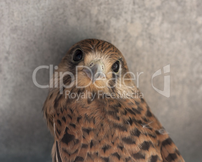 Falcon bird photo texture