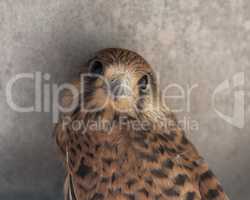 Falcon bird photo texture