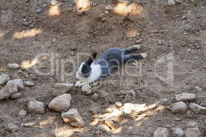 Rabbit laying on the ground photo