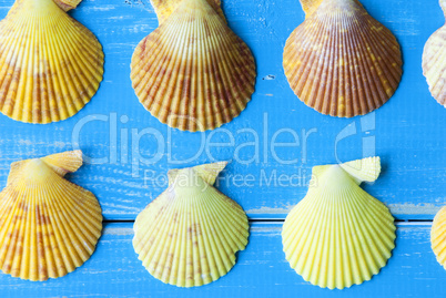 Close Up Of Seashells As Texture On Blue Wooden Background